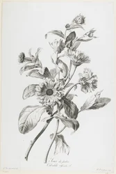 Souci des Jardins, from Fleurs Dessinees d
